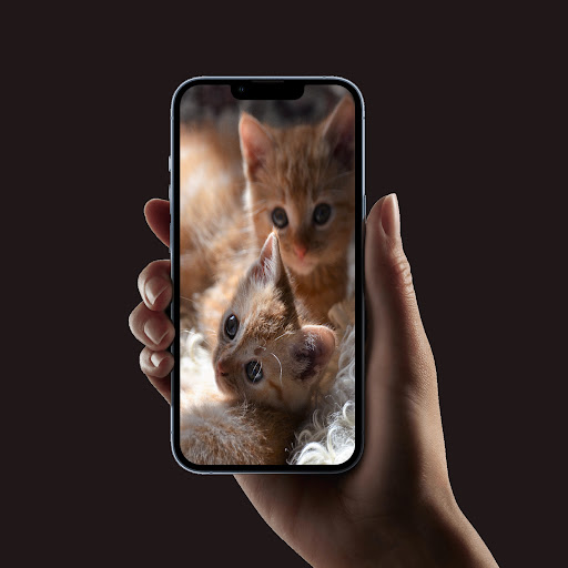 Cute cats wallpaper Screen 3