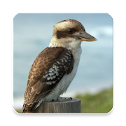 Australian Bird Sound Collections ~ Sclip.app