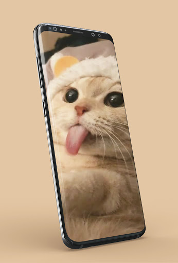 Kawaii Cat Wallpaper