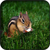 Chipmunk Wallpapers icon