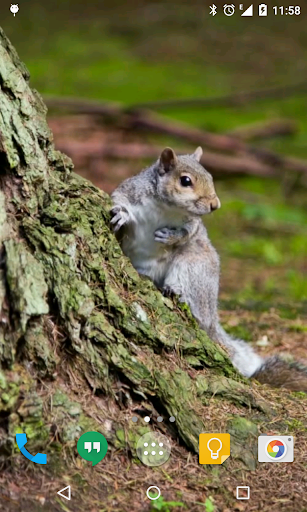 Android application Squirrel Live Wallpaper screenshort