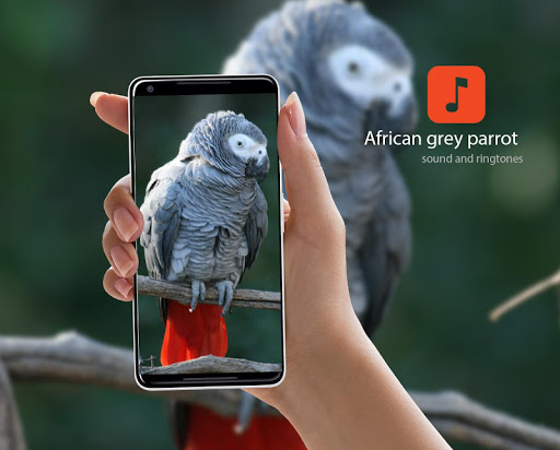 Android application African grey parrot Sounds screenshort