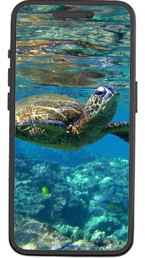 Turtles Wallpapers Screen 3