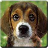 Puppy Beagle Live Wallpaper icon