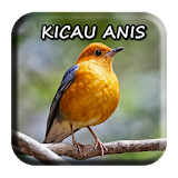 Kicau Anis Masteran icon
