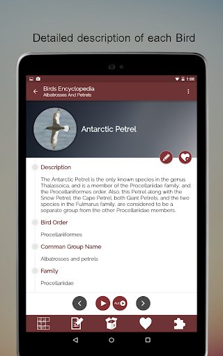 Screenshot of Birds Encyclopedia Offline App