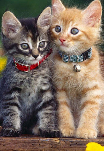 Kittens cats cute wallpapers Screen 2