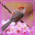 Cover Image of Tải xuống Cute Birds Live Wallpaper  APK