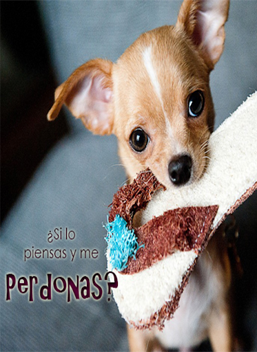 Imagenes de Perros con Fondos Screen 2