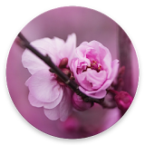 Cherry Blossom Wallpapers icon