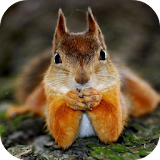 SQUIRREL Wallpapers v2 icon