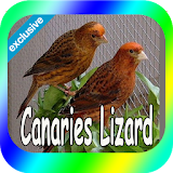 Best Canaries Lizard icon