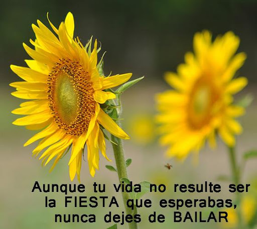 Lindas Reflexiones Positivas By Alexdev Apps Google Play United States Searchman App Data Information