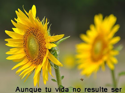 Hermosas reflexiones positivas de la vida 239442