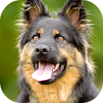 Cover Image of Tải xuống German Shepherd Wallpaper: Dog Wallpapers 2.0 APK