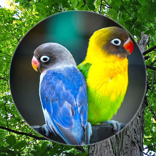 Suara Burung Lovebird Master logo
