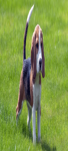 Dogeer Screen 2