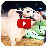 Qurbani Cow - Funny Videos icon