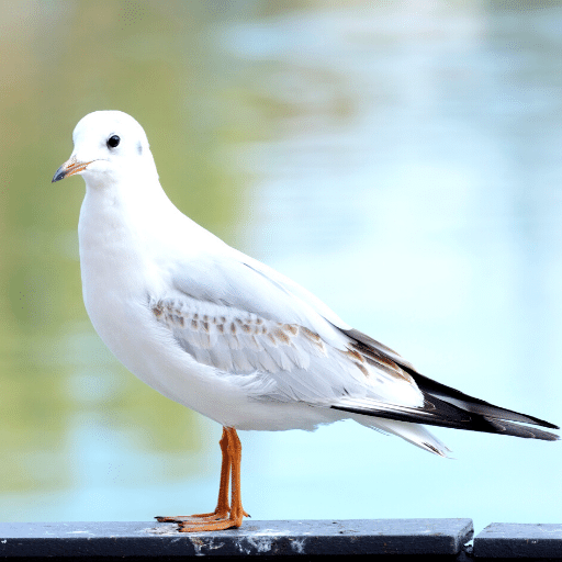 Seagulls Sounds logo