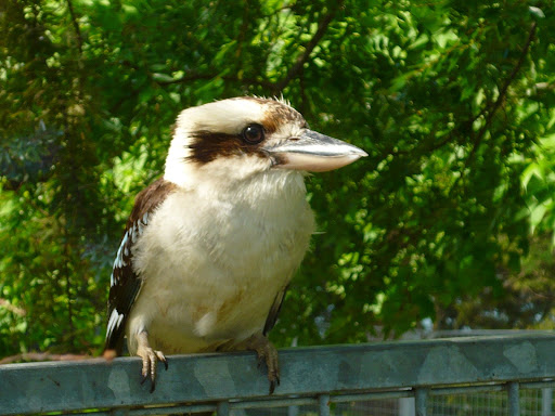 Kookaburra Bird Wallpapers Screen 2