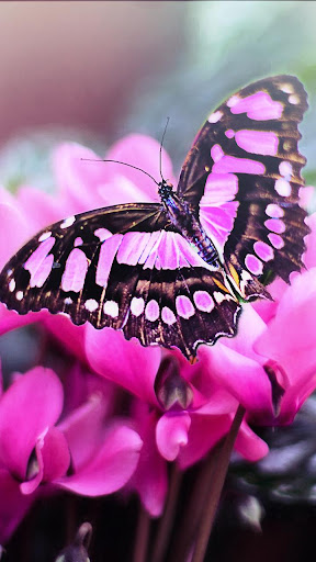 Android application pink black butterfly wallpaper screenshort