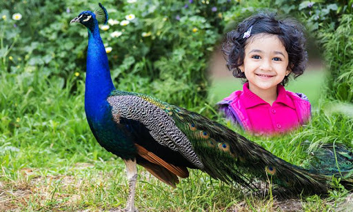 Peacock Photo Frames Screen 2
