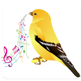 canary singing icon