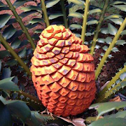 Top 1 Books & Reference Apps Like IDentifyIt Cycads - Best Alternatives