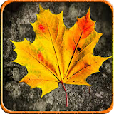 Autumn Frame Photo icon