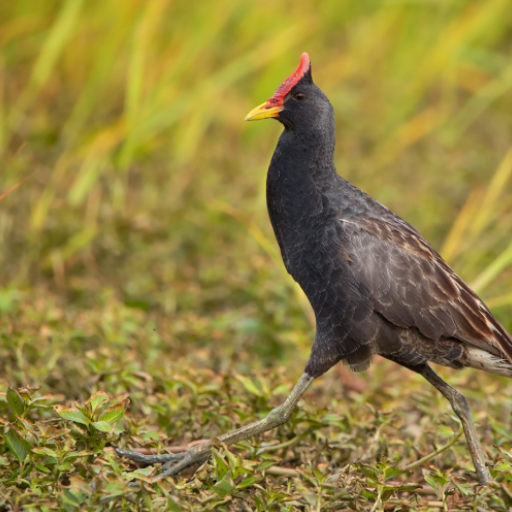 Watercock bird calls logo