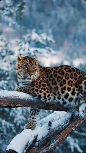 Leopard Video Wallpaper