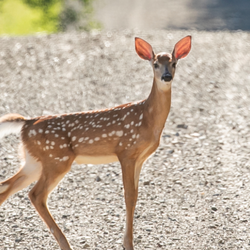 Deer Sounds logo