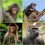 Cover Image of ดาวน์โหลด Bonobo, Chimpanzee, Gorilla, M  APK