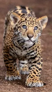 Leopard-Hintergründe