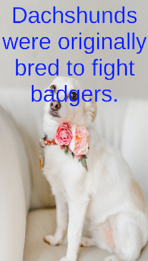 Random Daily Dog Trivia Facts