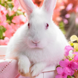 easter bunny live wallpapers icon