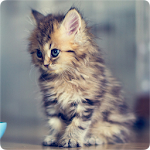 Cover Image of Download Cats Wallpapers  APK