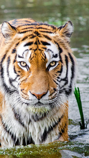 Android application cool tiger wallpaper screenshort