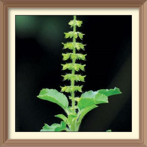 tulsi mata hindi audio mantras Screen 2