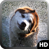 Akita Dog Wallpaper icon