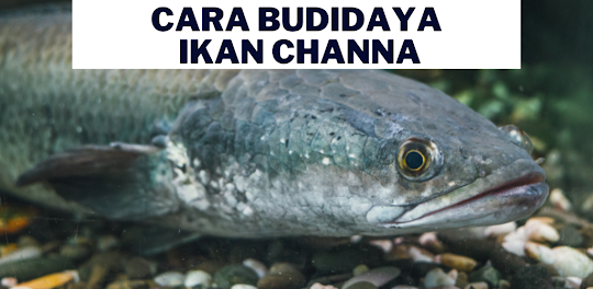 Cara Budidaya ikan Channa