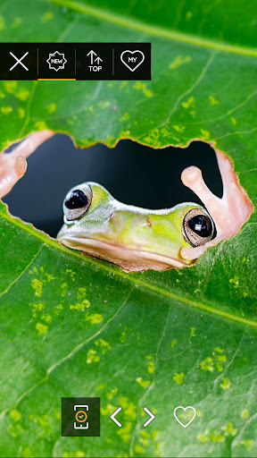 Wallpapers with leaves in 4K Screen 3