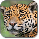 Jaguar  Wallpaper icon