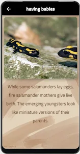 Fire salamander