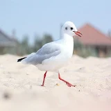 Seagull wallpapers icon