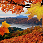 Cover Image of Download Falling Leaves Live Wallpaper  APK