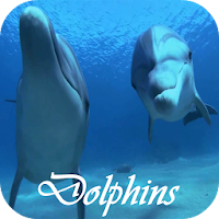 Дельфины Живые видео обои