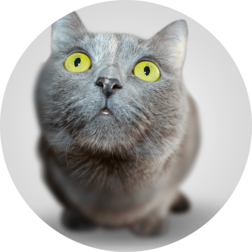 Cute cats wallpaper logo