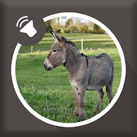 Donkey Sounds