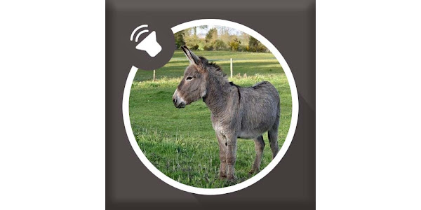 Үлкен мобильді бейне